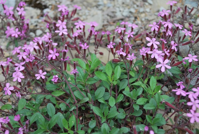 Saponaria ocymoides